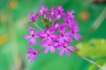 Close up purple flower Ground orchid plant