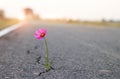 Close up, purple flower growing in crack street background Royalty Free Stock Photo