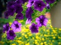 Close up purple flower in hanging plantation decorated in garden