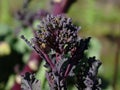 Close up of purple flower head of Broccoli Purple Sprouting Early (Brassica oleracea botrytis var. Cymosa Royalty Free Stock Photo