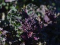 Close up of purple flower head of Broccoli Purple Sprouting Early (Brassica oleracea botrytis var. Cymosa Royalty Free Stock Photo