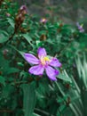 close up of purple flower melastoma affine