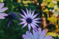 Close-up of a purple flower of osteospermum ecklonis Royalty Free Stock Photo