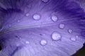 Water droplets on a purple flower petal Royalty Free Stock Photo