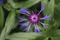 close up of purple flower, purple thistle flower and green leaf Royalty Free Stock Photo