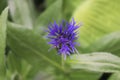 close up of purple flower, purple thistle flower and green leaf Royalty Free Stock Photo