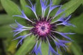close up of purple flower, purple thistle flower and green leaf Royalty Free Stock Photo