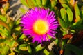 Close up of a purple flower with a yellow center and green leaves at the beach