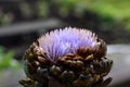 Close up of a purple flowering globe artichoke Royalty Free Stock Photo