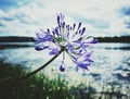 close-up of purple flowering plant against sky Royalty Free Stock Photo