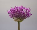 Close-up of purple flowering plant against sky Royalty Free Stock Photo