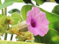 Close up Purple flowers of Baby Rose, Elephant Climber, Elephant Creeper Royalty Free Stock Photo