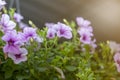 Close-up of purple flowers background blur
