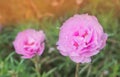 Close up of purple flowers