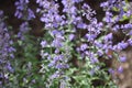 Close up of the purple flowers of Catmint Walkers Low, Nepeta faassenii Royalty Free Stock Photo