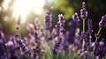 a close up of purple flowers