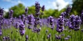 a close up of purple flowers