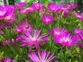 Close up of purple flowers