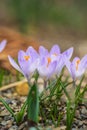 Close-up purple flowers of crocus in a sunny day with violet petals