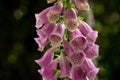 A close-up of purple flowers of Digitalis purpurea Common foxglove in a garden