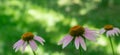 Close-up of purple flowers of Echinacea purpurea on the background of the greenery garden. Nature concept for design. Royalty Free Stock Photo