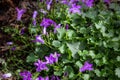 Close Up of Purple Flowers with Green Jagged Leaves Campanula spicata