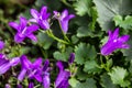 Close Up of Purple Flowers with Green Jagged Leaves Campanula spicata