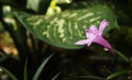 Close up Purple flowers Royalty Free Stock Photo