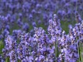 Close-up of purple flowers of lavender, lavandula, in front of lavender field