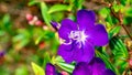 Close up Purple flowers Malabar melastome Indian rhododendron, Melastoma malabathricum Linn