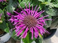 Close up of the purple flowers of Monarda Leading Lady Plum Bee Balm Royalty Free Stock Photo