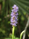 Pickerelweed (Pontederia cordata) flowers.