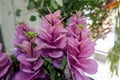 Close up of purple flowers, selective focus. Floral background Royalty Free Stock Photo