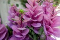 Close up of purple flowers, selective focus. Floral background Royalty Free Stock Photo