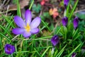 Purple spring flowers on the green grass