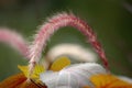 Purple fountain grass stalk bent in an arc, soft background