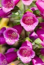 Close up of Purple foxglove Royalty Free Stock Photo