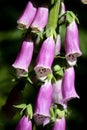 Close-up of purple foxglove flowers growing near a cluster of trees in the background Royalty Free Stock Photo