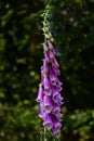 Close-up of purple foxglove flowers growing near a cluster of trees in the background Royalty Free Stock Photo