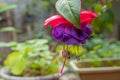 Close up of a purple fuschia bloom