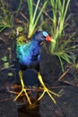 A Close-Up of a Purple Gallinule (Porphyrio Martinica) Royalty Free Stock Photo