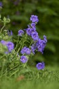 Close up of purple geraniums blossoming in the green grass with blurred green background. Stunning bunch of bright Royalty Free Stock Photo