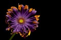 Close up of purple gerbera daisy flower with orange curly petals against dark background