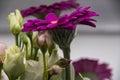 Close up of a purple gerbera in a mixed bouquet