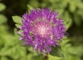 close-up: purple greater knapweed blossom