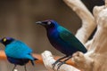 Close up of a purple and green Asian glossy starling bird Aplonis panayensis perched on a dry branch with its mate behind