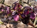 Purple hellebore (helleborus purpurascens) flowerin in the garden surrounded with dry leaves in spring Royalty Free Stock Photo