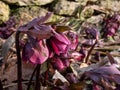 Purple hellebore (helleborus purpurascens) flowerin in the garden surrounded with dry leaves in spring Royalty Free Stock Photo