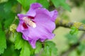 The close-up purple hibiscus flower Royalty Free Stock Photo