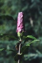 a purple hibiscus flower bud with a green background Royalty Free Stock Photo